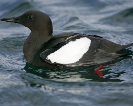 Black Guillemot