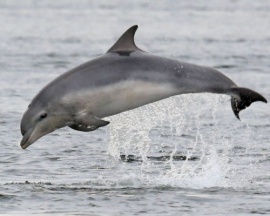 Bottlenose Dolphin