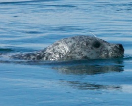 Common Seal