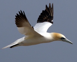 Northern Gannet