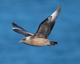 Great Skua