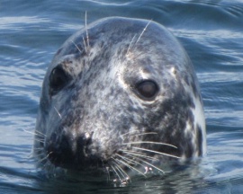 Grey Seal