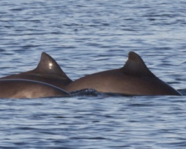 Harbour Porpoise