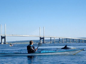 Kayaker & Dolphin