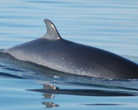 Minke Whale