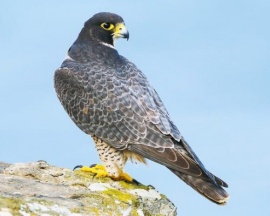 Peregrine Falcon