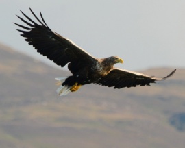White Tailed Eagle