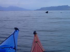 Kayakers watching basking shark