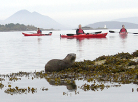 Otter, Loch Carron